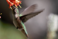 Hummingbird