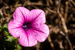 October Flower