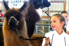 Llama Judging