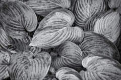 Hostas