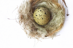 Egg &amp; Nest
