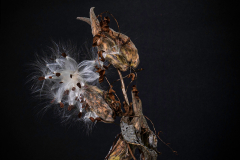 Autumn Milkweed