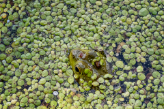 Wheres Froggo?