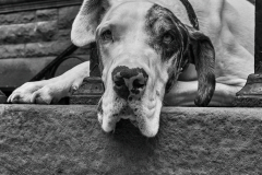 Great Dane