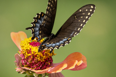 Black Swallowtail