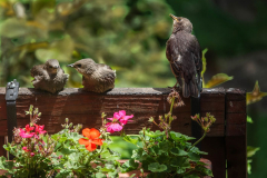 Sunbathers