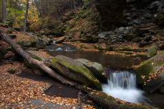 Woodland Stream