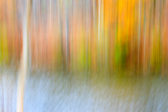 Up And Down In The Woods