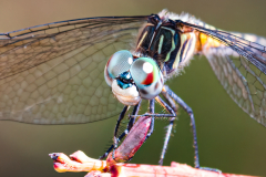 Smiling Dragonfly