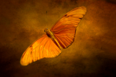 Mothra In Orange
