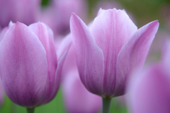 Tulip Number 3