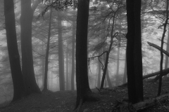 Forest Fog