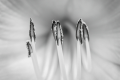 Daylily