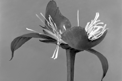 Peony