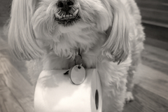 Covid Rescue Dog