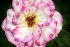 TP Flower Abstract