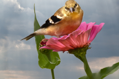 Get Your Own Flower
