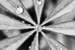 Lupine's Jewels