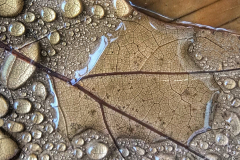 Wet Leaf