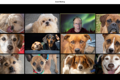 Zooming With Mans Best Friends