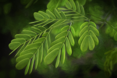 Locust Tree