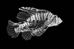 Zebra Fish