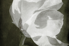 Peonie