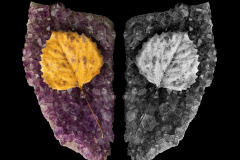 Juxta Shield