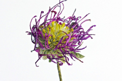 Dancing Petals