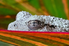 Resting Frog