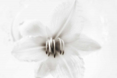 Study In White