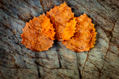 Triple Exposure Leaf