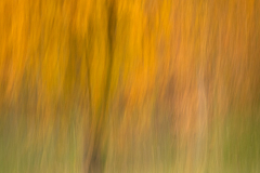 ICM At Innisfree