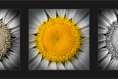 Daisies