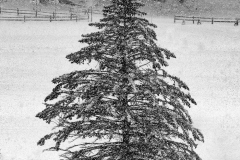 A Wilderness Re"tree"t
