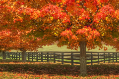 Galway Fall Trees
