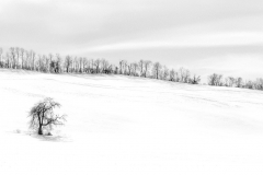 Cold And Alone