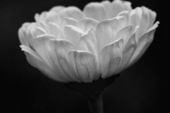 Zinnia