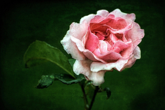 Pretty In Pink