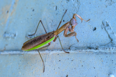 T Rex Of The Bug World