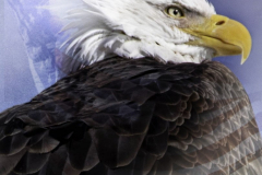 The American Eagle