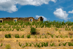 Douro River Vineyard