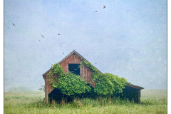 Bird House