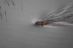 The Otter