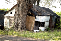 The Tree Ate The House