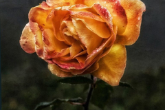 Rose In The Rain