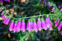 Mendocino Botanical Gardens