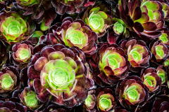 Succulents Mendocino Botanical Gardens