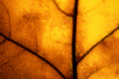 Leaf Macro