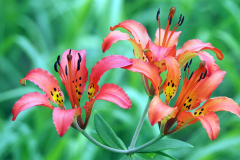 Lilies
